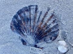 Pecten fumatus