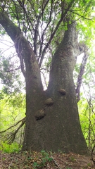 Ruprechtia laxiflora