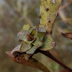 Rabdophaga rosaria