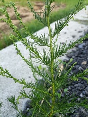 Artemisia capillaris
