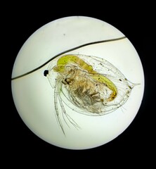 Daphnia magna