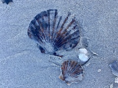 Pecten fumatus