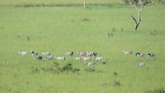 Equus quagga borensis
