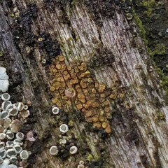 Athallia pyracea