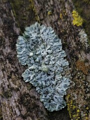 Physcia caesia
