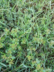 Glinus oppositifolius