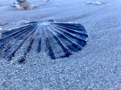 Pecten fumatus
