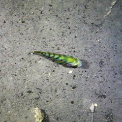 Mayaheros urophthalmus