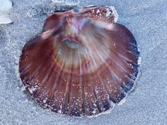 Pecten fumatus
