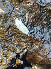 Trichoniscus pygmaeus