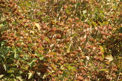 Physocarpus opulifolius