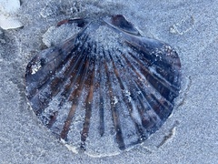 Pecten fumatus