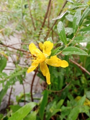 Hypericum revolutum