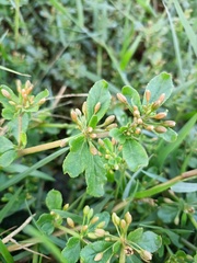 Glinus oppositifolius