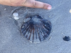 Pecten fumatus
