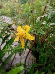 Hypericum revolutum