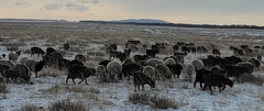 Ovis aries