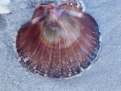 Pecten fumatus