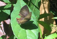 Anthene emolus goberus