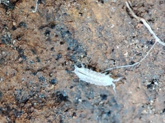 Trichoniscus pygmaeus