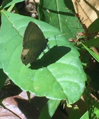 Anthene emolus goberus