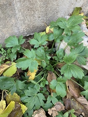 Ranunculus constantinopolitanus