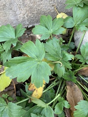 Ranunculus constantinopolitanus