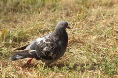 Columba livia domestica