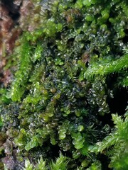 Frullania dilatata
