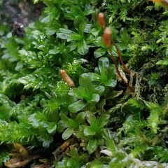 Syntrichia latifolia