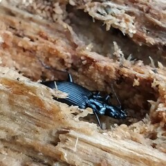 Limodromus assimilis