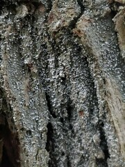 Opegrapha vermicellifera