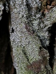 Opegrapha vermicellifera