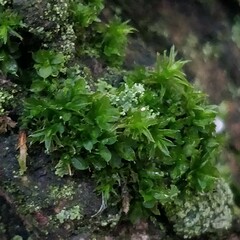Syntrichia papillosa