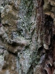 Chaenotheca brachypoda