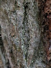 Chaenotheca brachypoda