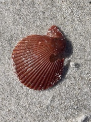 Mimachlamys asperrima