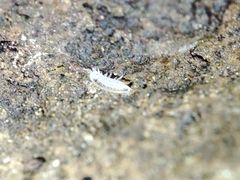 Trichoniscus pygmaeus