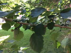 Crataegus mollis