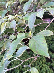 Cornus florida