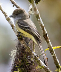 Myiarchus cephalotes