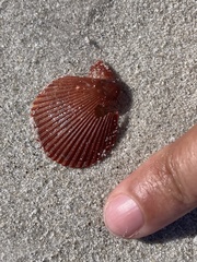 Mimachlamys asperrima