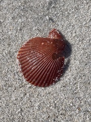 Mimachlamys asperrima