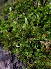 Eurhynchium striatum