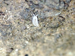 Trichoniscus pygmaeus