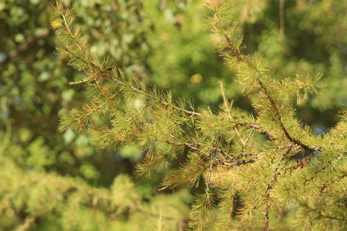 Наблюдение на iNaturalist
