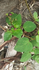 Boerhavia coccinea