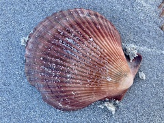 Mimachlamys asperrima