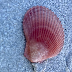 Mimachlamys asperrima