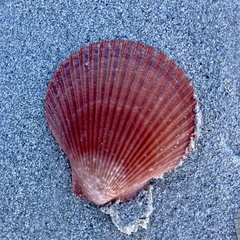 Mimachlamys asperrima